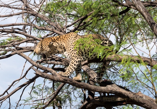 Namibia