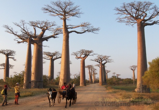 Madagaskar 8.2011