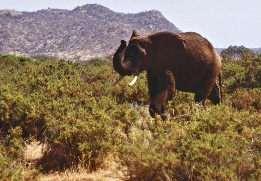 Kenia 8.1997