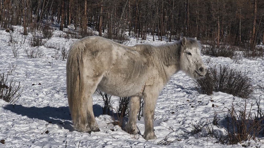 P1795306